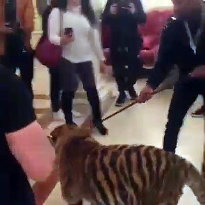 Mayweather