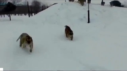 Quando um drone invade o território de um grupo de tigres