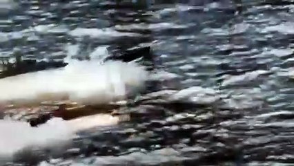 Força aérea divulga vídeo de perseguição em alto mar