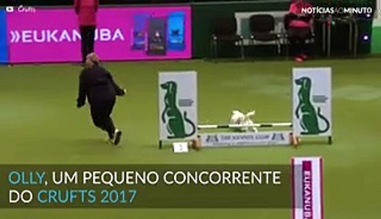 Jack Russel Terrier entusiasma-se no Crufts 2017