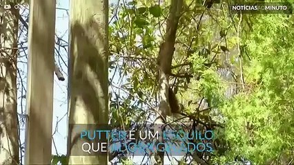 Putter: o esquilo que adora gelados!