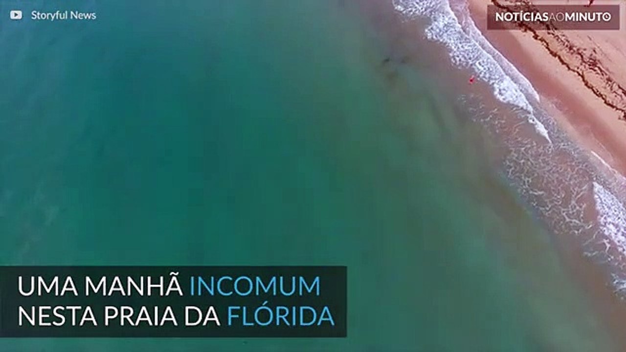 Múltiplos tubarões em praia da Flórida
