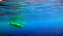Baleias 'mistério' filmadas pela primeira vez. Nos Açores