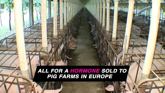 Drenam sangue a éguas grávidas para acelerar procriação de porcos