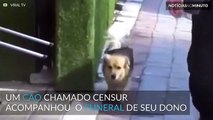 Cão vai ao funeral do seu dono e visita diariamente seu túmulo