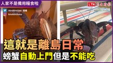 離島日常？ 螃蟹誤闖家門「我不是備用糧食啦！」