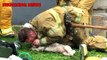 Bombeiros salvam cão de incêndio