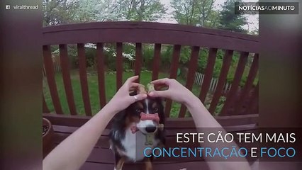 Este cão equilibrista tem mais concentração que um humano