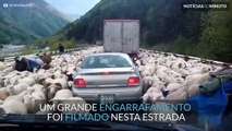 Filmado um grande engarrafamento de... ovelhas