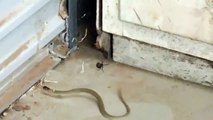 Luta inédita entre aranha venenosa e cobra foi filmada na Austrália