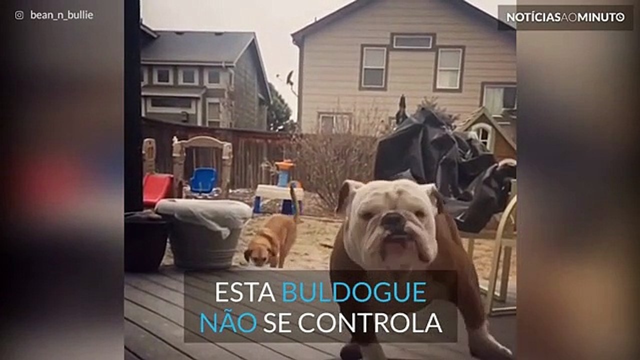 Buldogue não controla velocidade!