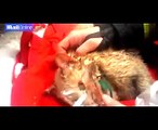 Gato salvo pelos bombeiros