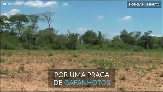Praga de gafanhotos invade plantações na Bolívia