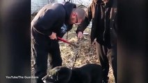 Depois de 15 anos preso a uma corrente, cão volta a ser livre