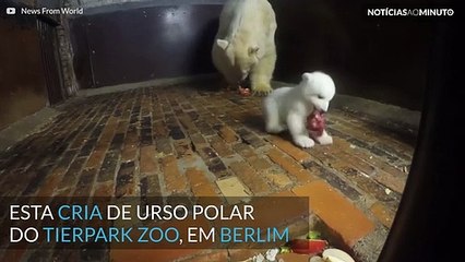 Cria de urso polar aprende regras de 'etiqueta' no Zoo