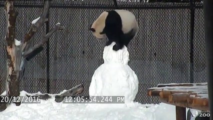 Um panda e um boneco de neve. É este o resultado