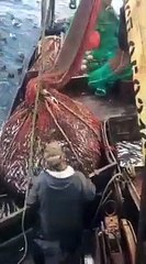 Pescadores russos encontram surpresa gigante ao esvaziar rede