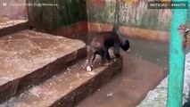Ursos famintos imploram por comida em jardim zoológico na Indonésia