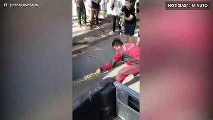 Cobra gigante é retirada do motor de um carro