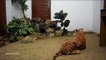 Tigres bebés 'adotam' mãe de peluche após perderem mãe