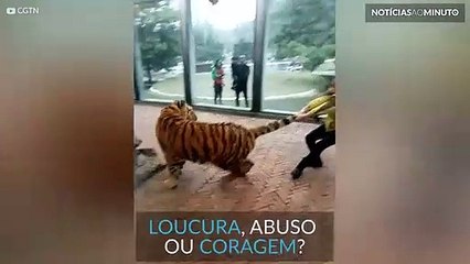 Coragem ou loucura? Puxar caudas de tigres virou mania na China
