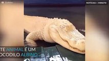 Já viu alguma vez um crocodilo albino?