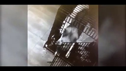 Cão escapa da jaula e liberta outros cães