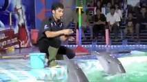 Indonésia: Golfinhos capturados e maltratados para serem atração em zoos