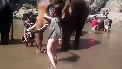 Turista atacada por elefante na Tailândia
