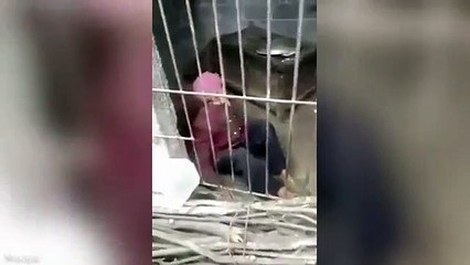 Idosa obrigada a viver em cela pelo filho e nora