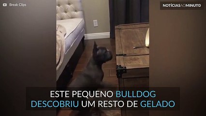 Este cão adora gelado