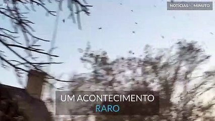 Padrões incríveis criados por bando de pássaros