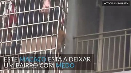 Casas e apartamentos são invadidos por macaco na China