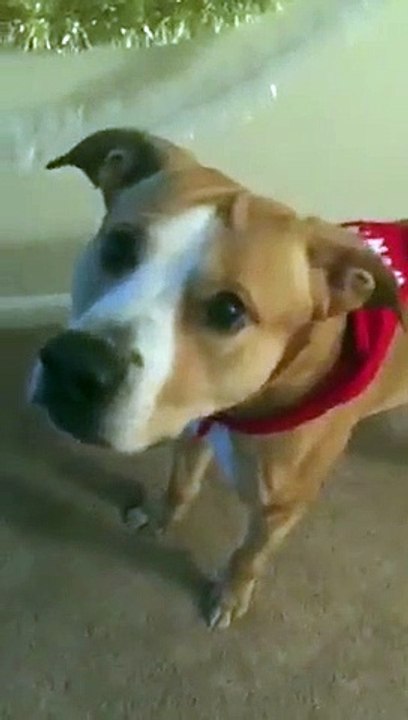 Cão reencontra dono que esteve em missão durante 11 meses