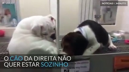 Não há parede que separe a amizade destes cães
