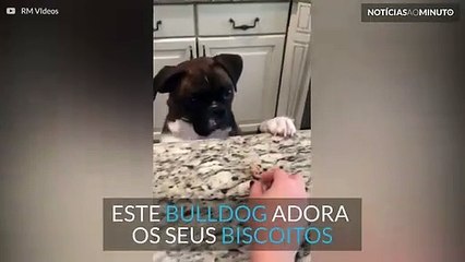 Quando um animal nos ensina o que é persistência