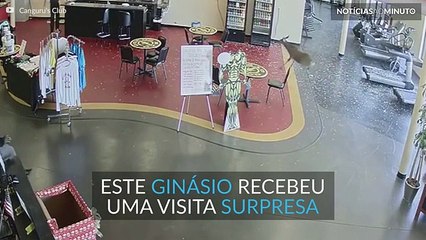 Veado selvagem invade ginásio