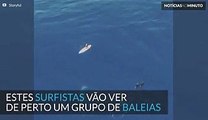 Grupo de surfistas é surpreendido por baleias