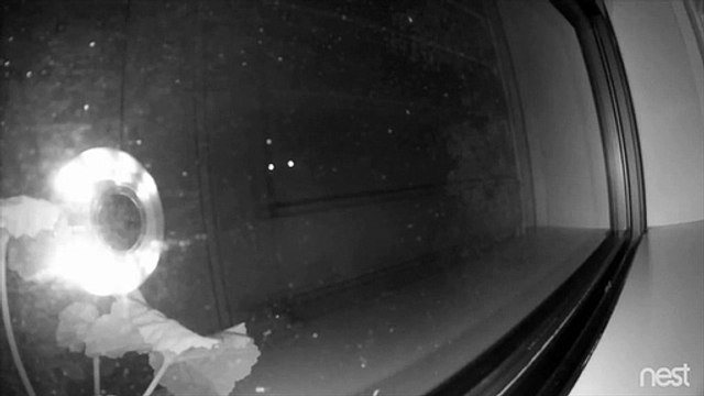 Casal acorda com barulhos estranhos e encontra leão no alpendre