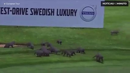 Suricatas invadem torneio de golf