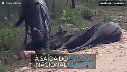 Turista filma Gnu que não desiste até salvar parceiro