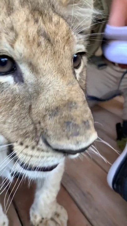 Baby Lion