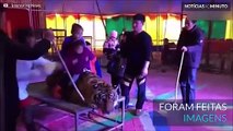 Tigre é amarrado para ser fotografado com crianças num circo