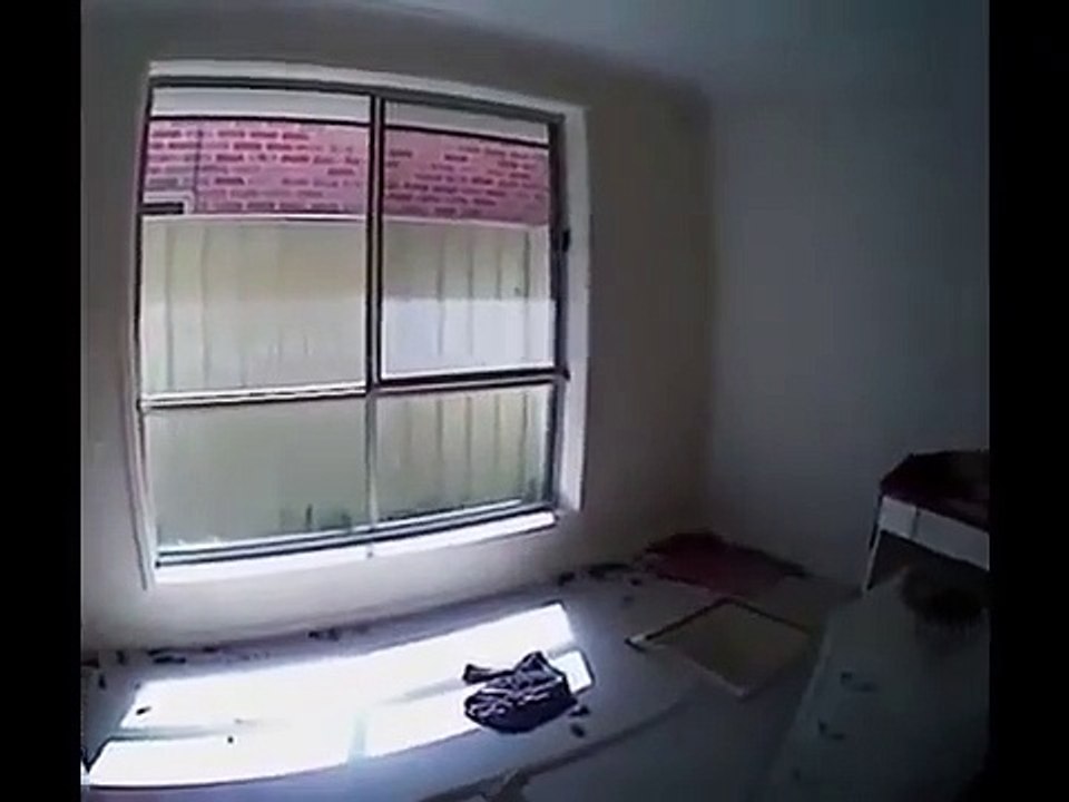 Encerrou 14 gatos até estes se comerem uns aos outros