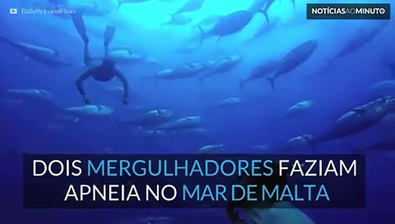 Mergulhadores surpreendidos por cardume gigante