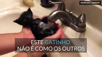 Veja como este gatinho atinge o estado zen