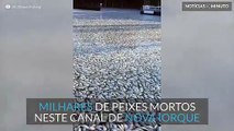 Milhares de peixes mortos num canal dos EUA