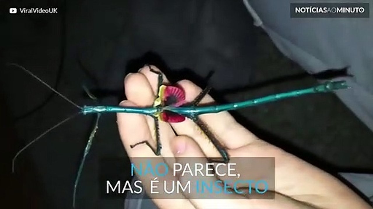Este inseto tem um elevado poder de camuflagem