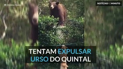 Urso expulso de quintal por destemidos e pequenos canídeos