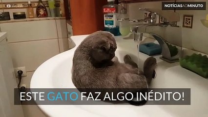Este gato adora tomar banho!